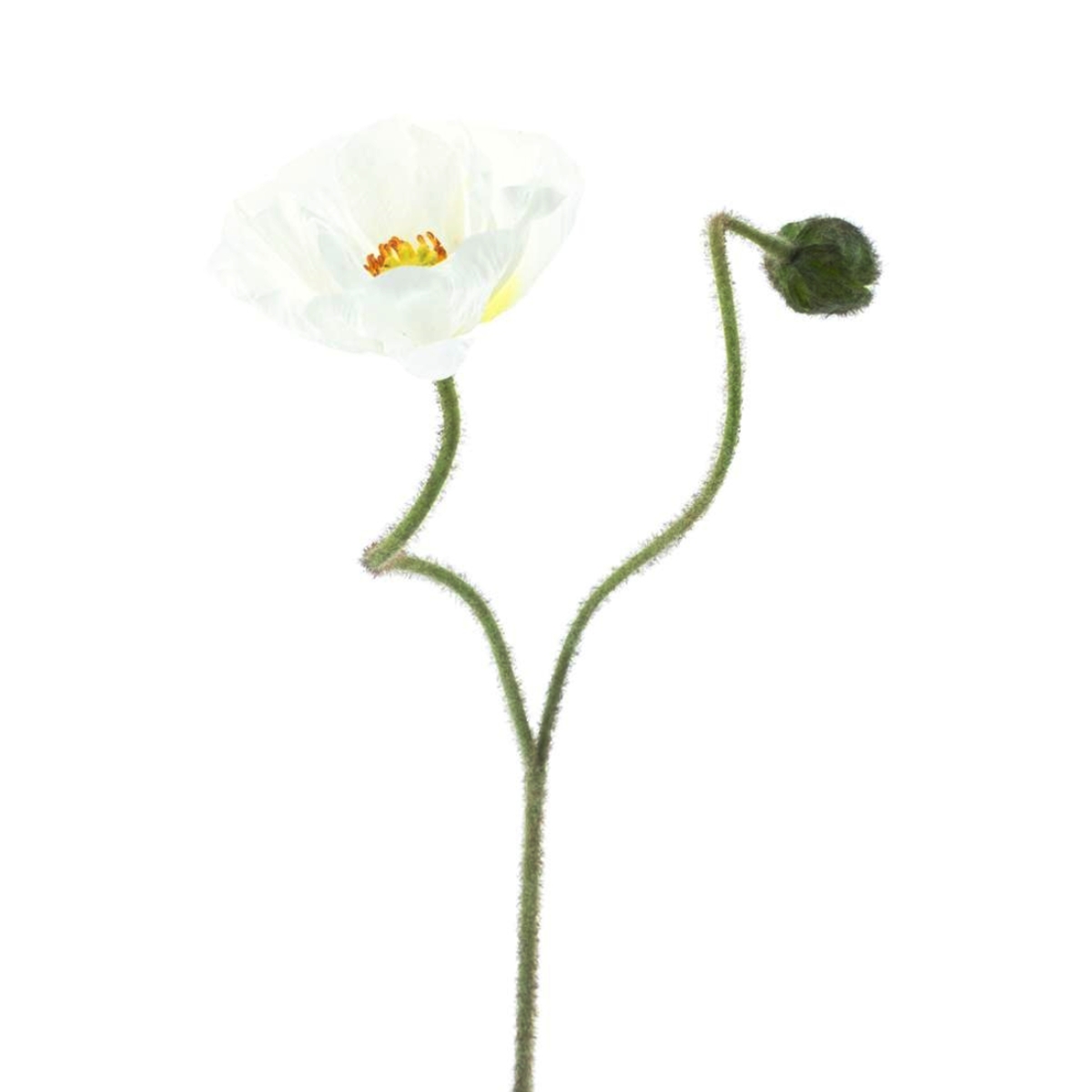 Jarní umělé květiny - Vlčí mák ILSE řezaný umělý s 1 květem a poupětem krémový 81cm