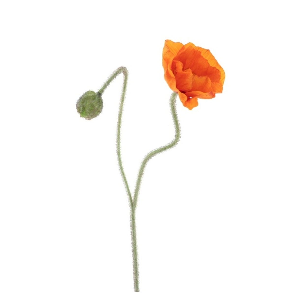Jarní umělé květiny - Vlčí mák ILSE řezaný umělý s 1 květem a poupětem oranžový 81cm