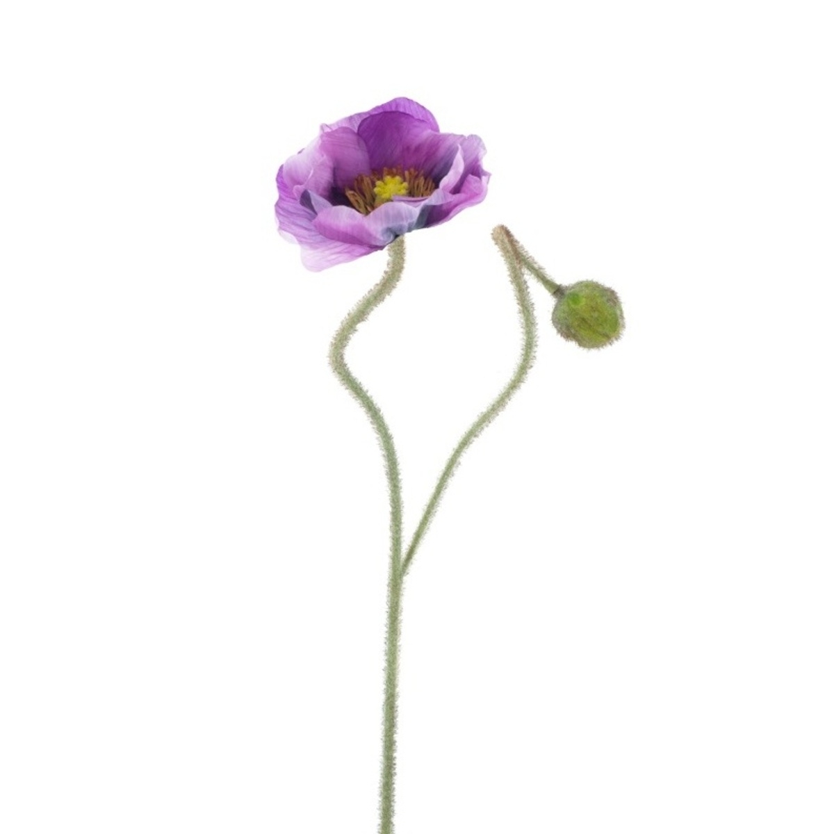 Jarní umělé květiny - Vlčí mák ILSE řezaný umělý s 1 květem a poupětem purpurový 81cm