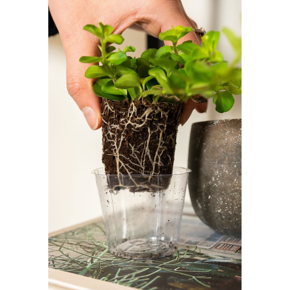 Vložka do květináče LUCAS plastová čirá 10cm-0