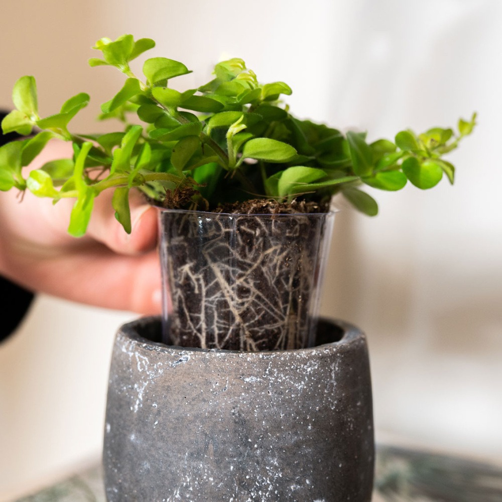 Vložka do květináče LUCAS plastová čirá 10cm-1