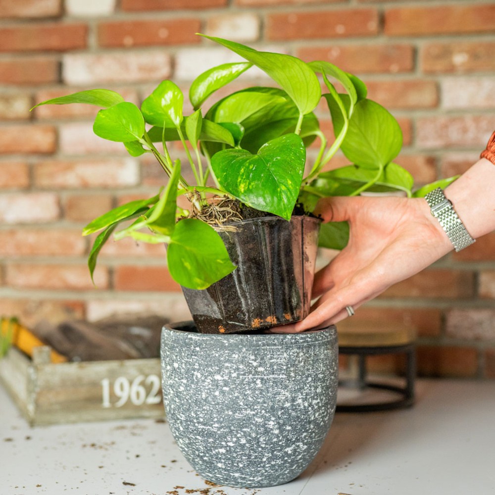 Vložka do květináče LUCAS plastová čirá 11cm-1