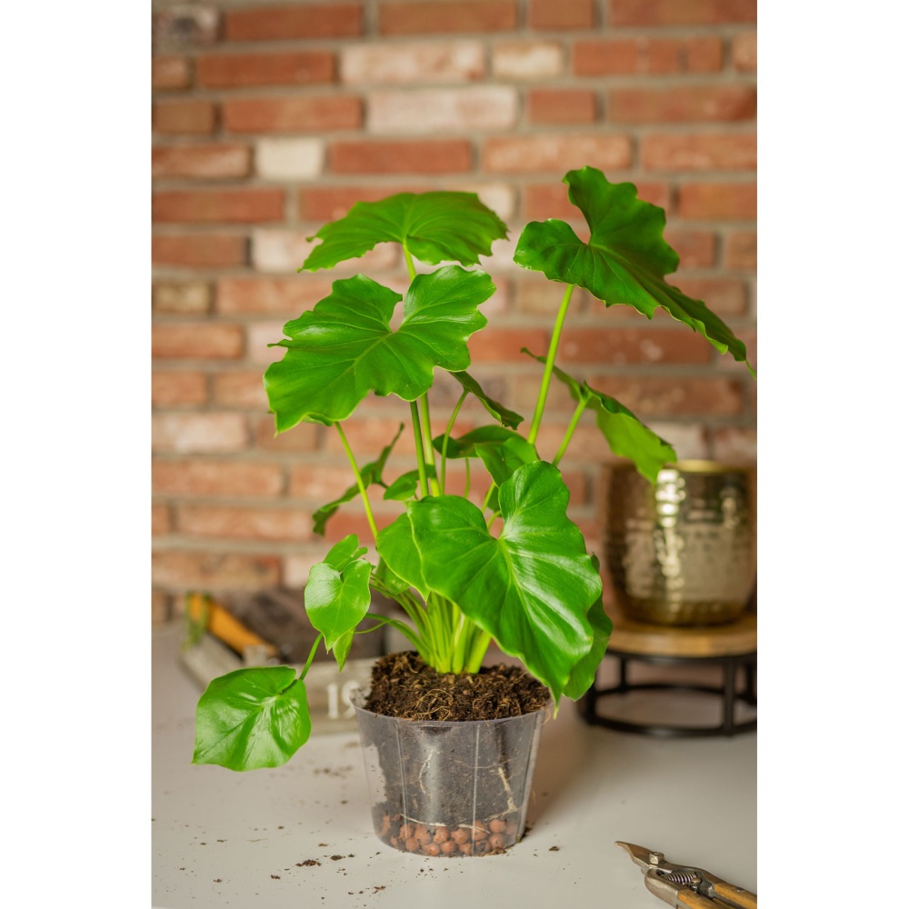 Vložka do květináče LUCAS plastová čirá 15cm-0