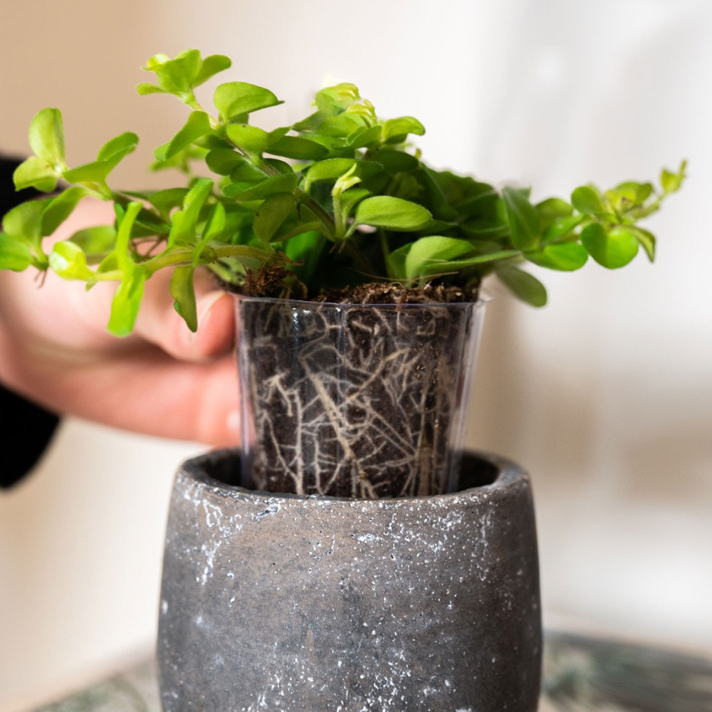 Vložka do květináče LUCAS plastová čirá 6cm-1