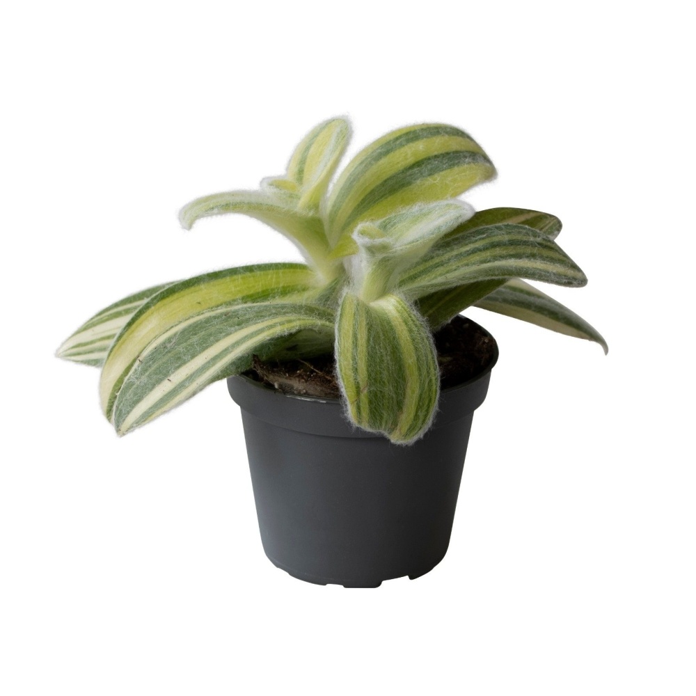 Okrasné pokojové rostliny - Voděnka Brown Hill květináč 6cm