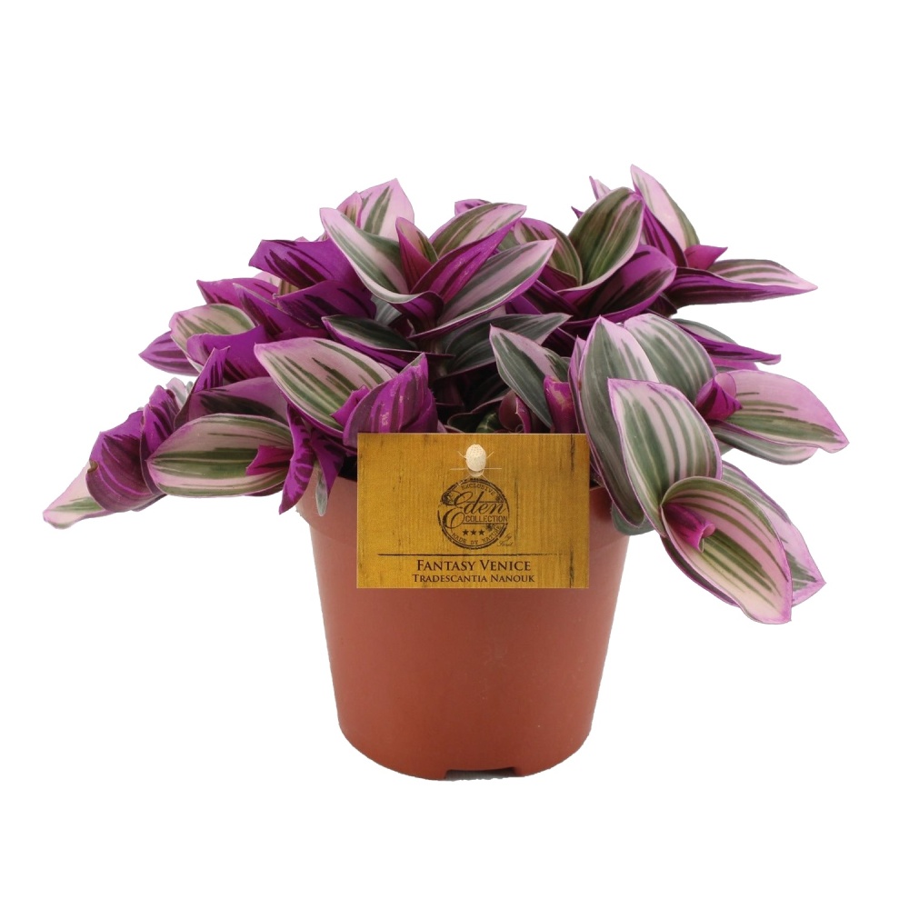 Okrasné pokojové rostliny - Voděnka Nanouk květináč 12cm