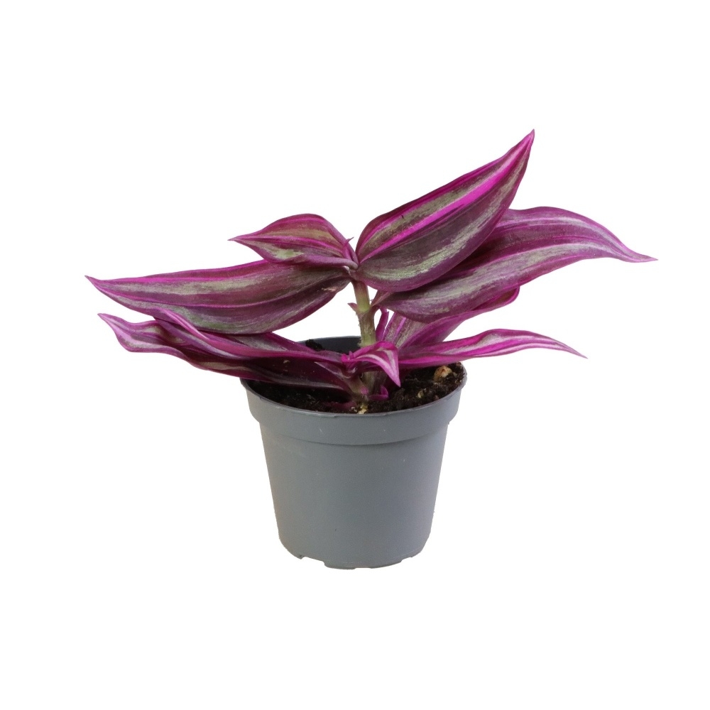 Okrasné pokojové rostliny - Voděnka Pink Paradise květináč 6cm