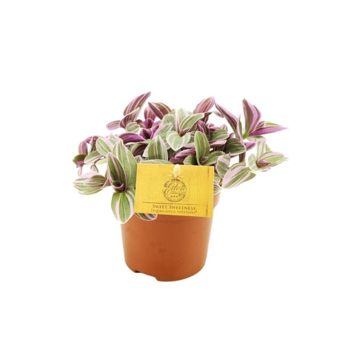 Okrasné pokojové rostliny - Voděnka Sweetness květináč 10,5cm