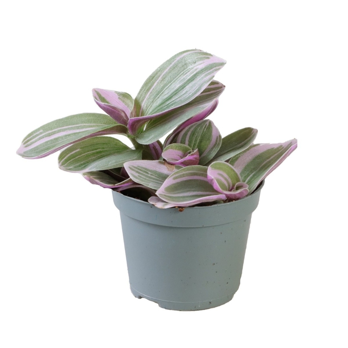 Okrasné pokojové rostliny - Voděnka Sweetness květináč 6cm