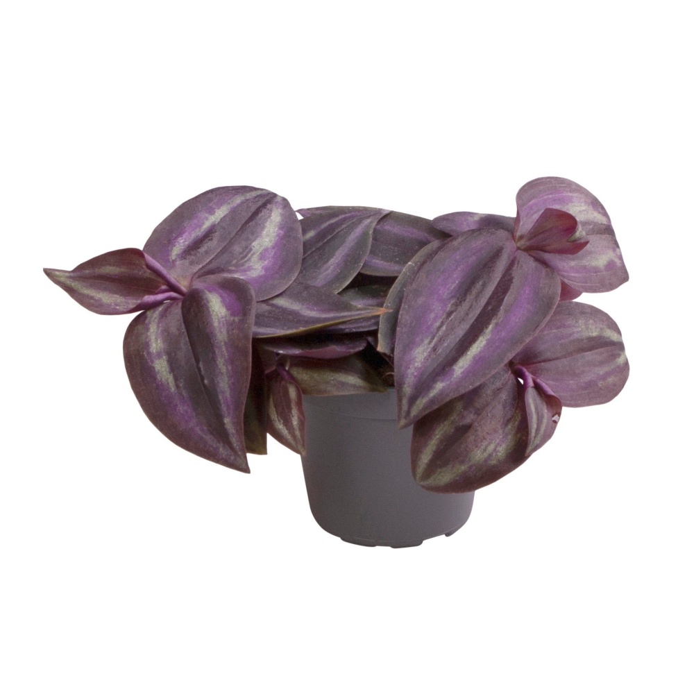 Okrasné pokojové rostliny - Voděnka tříbarevná Purpusii květináč 6cm