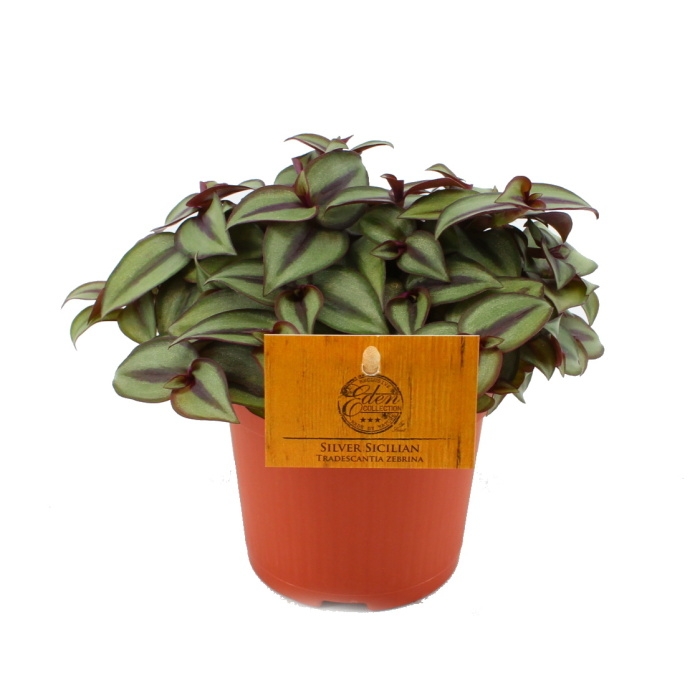 Okrasné pokojové rostliny - Voděnka třibarevná 'Silver Sicilian' květináč 10,5cm