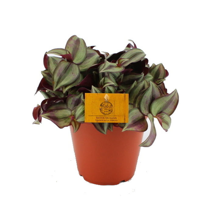 Okrasné pokojové rostliny - Voděnka třibarevná Silver Sicilian květináč 12cm