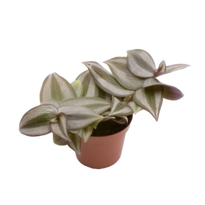 Okrasné pokojové rostliny - Voděnka Zebra květináč 6cm