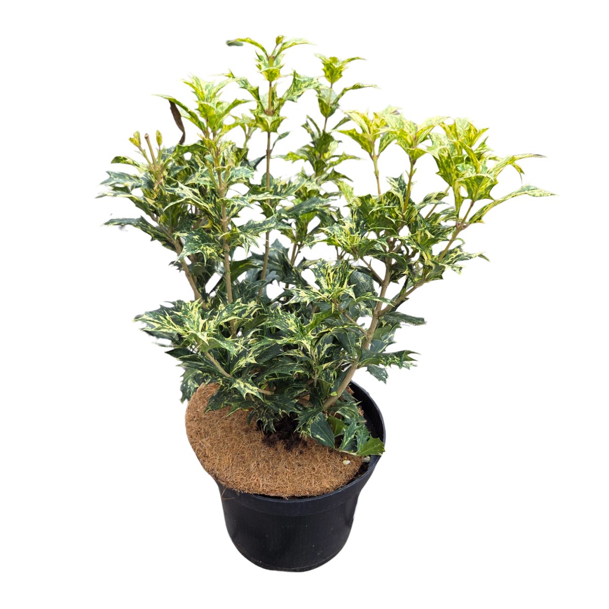 Stálezelené keře - Vonokvětka různolistá, osmantus Goshiki výška 20/30cm, květináč 2,5 litru