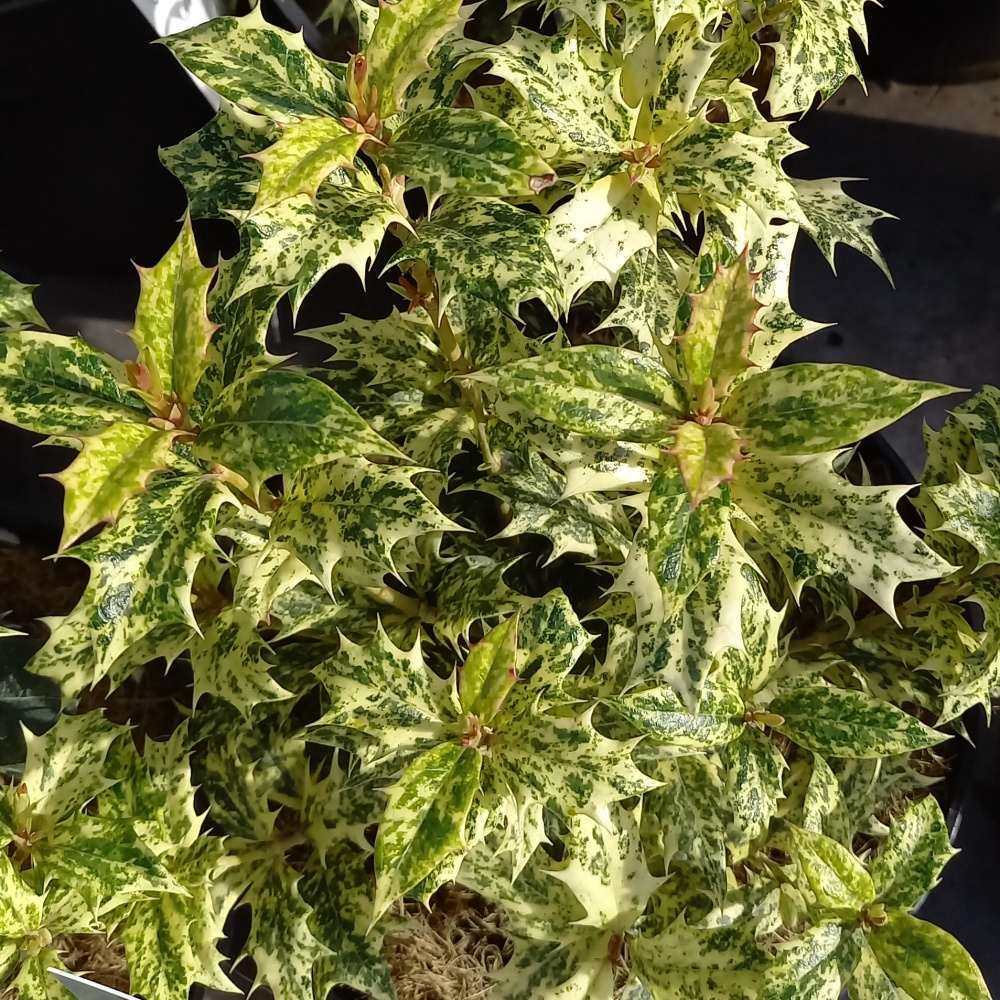 Vonokvětka různolistá, osmantus Goshiki výška 20/30cm, květináč 2,5 litru-0