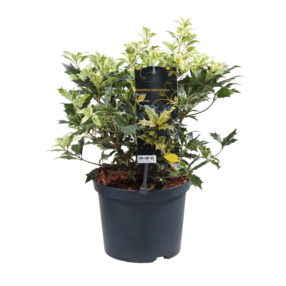 Stálezelené keře - Vonokvětka různolistá, osmantus Goshiki výška 30/40cm, květináč 5 litrů