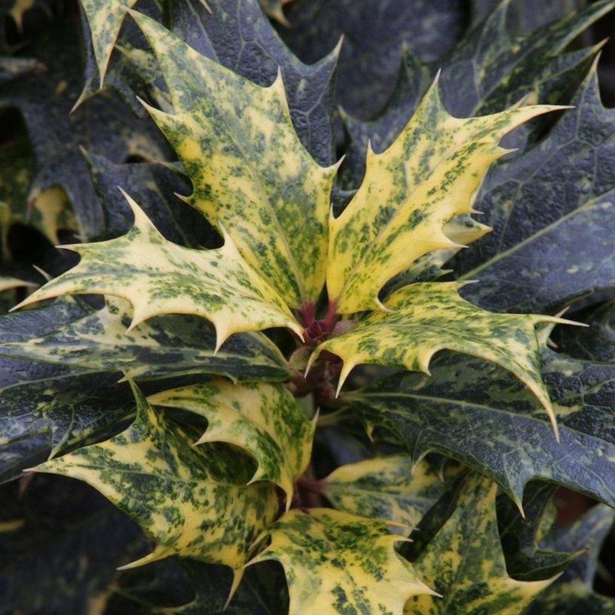 Vonokvětka různolistá, osmantus Goshiki výška 30/40cm, květináč 5 litrů-0