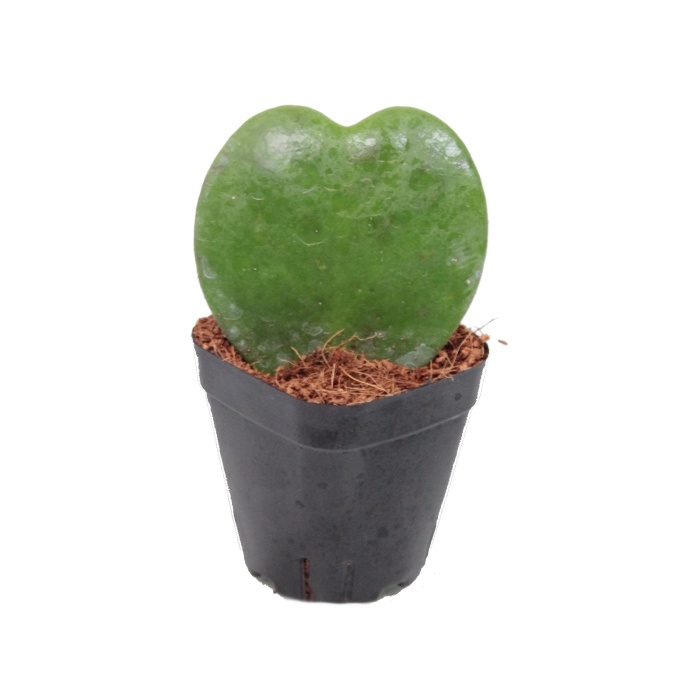 Okrasné pokojové rostliny - Voskovka Kerrii květináč 6cm