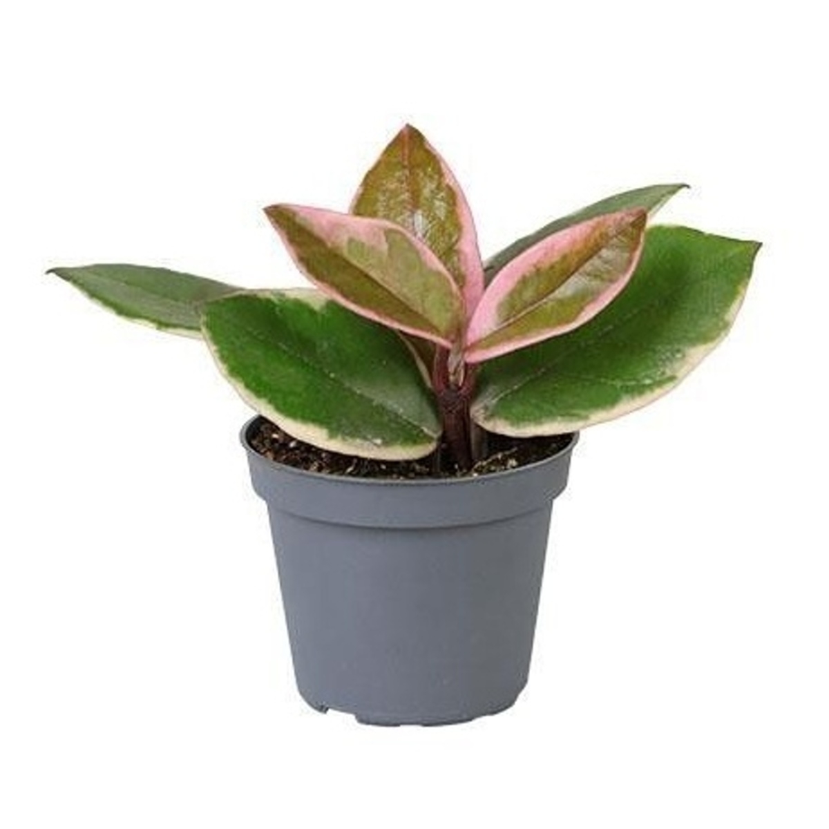 Okrasné pokojové rostliny - Voskovka masitá Flamingo Dream květináč 6cm