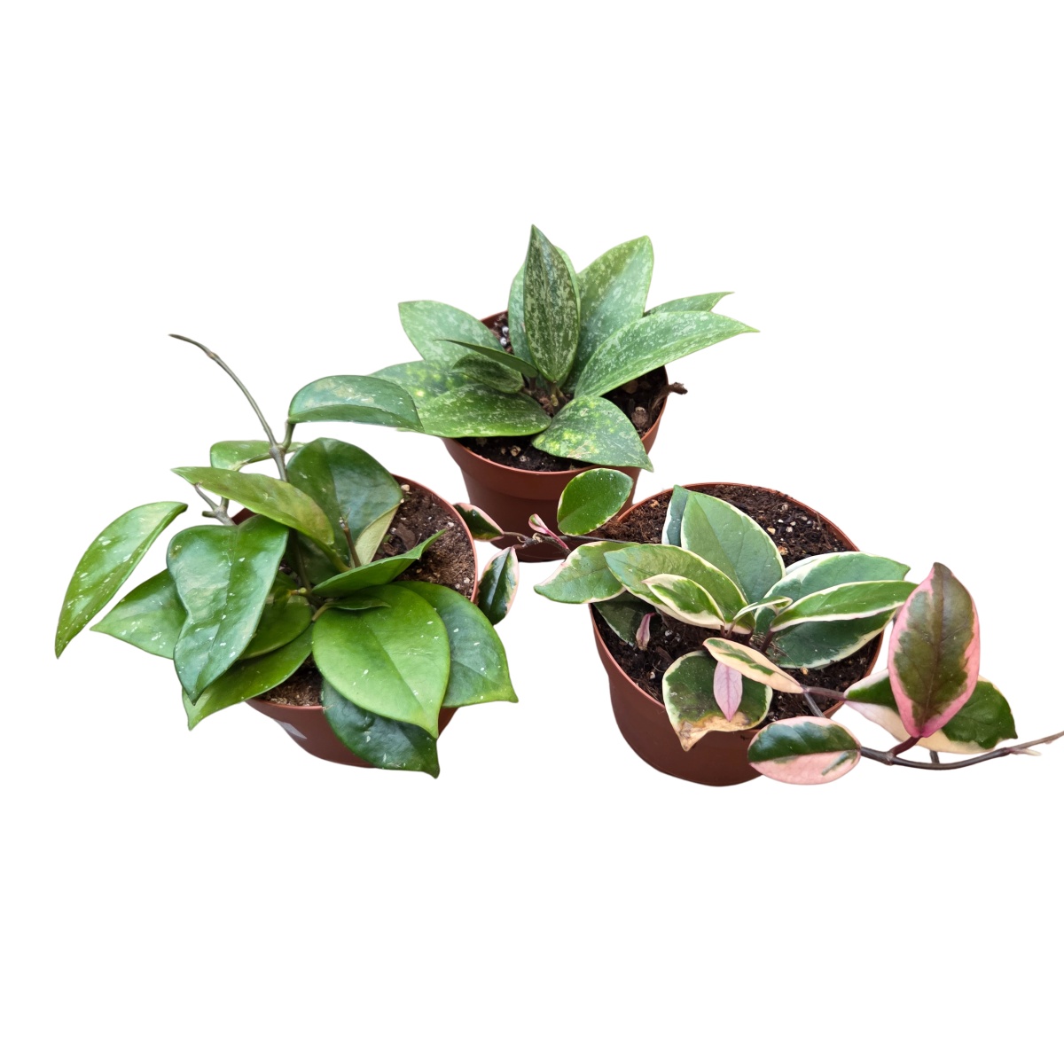 Kaktusy a sukulenty - Voskovka masitá mix, květináč 12cm