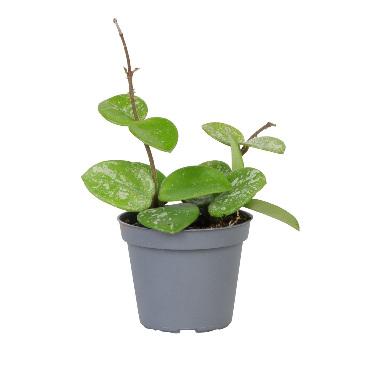 Kaktusy a sukulenty - Voskovka Mathilde Splash květináč 6cm