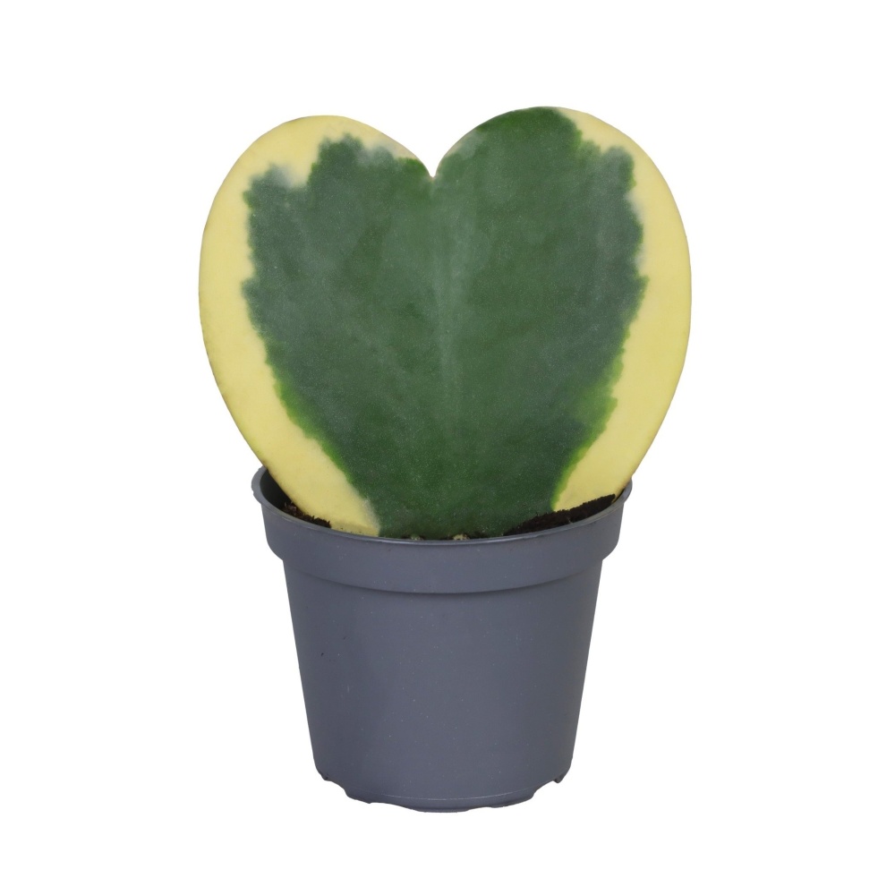 Okrasné pokojové rostliny - Voskovka Variegata květináč 6cm