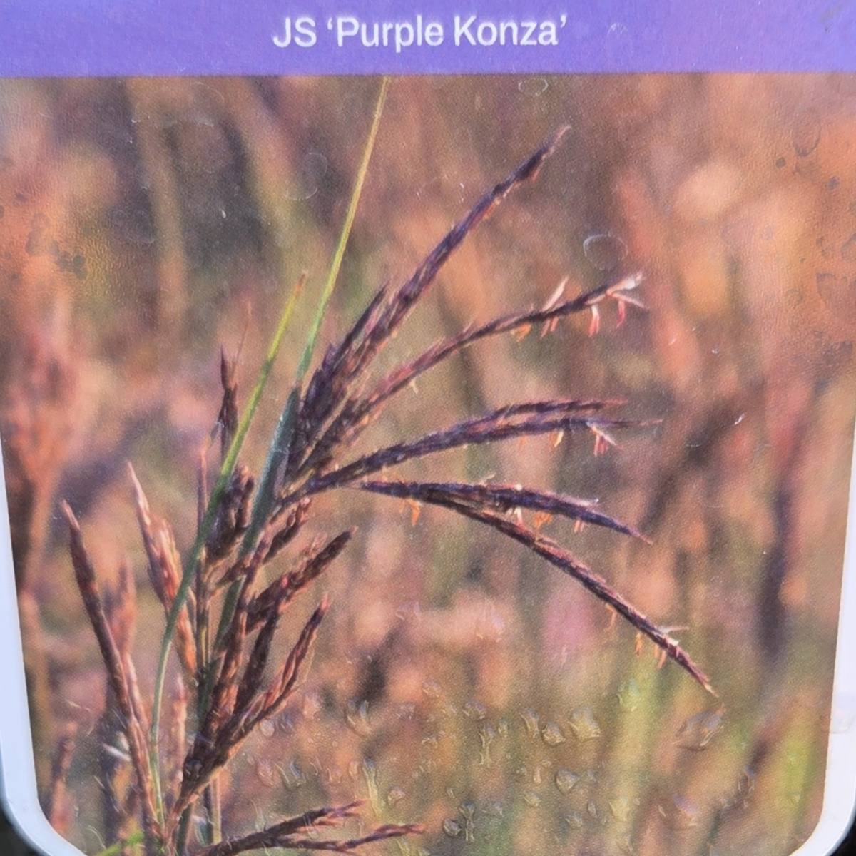Traviny - Vousatice  JS Purple Konza květináč 11cm