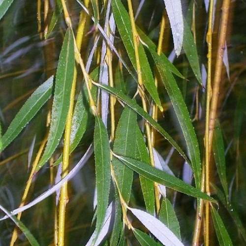 Listnaté stromky a stromy - Vrba babylonská 'Aurea' květináč 18 litrů, obvod kmene 8/10cm, převislá, strom