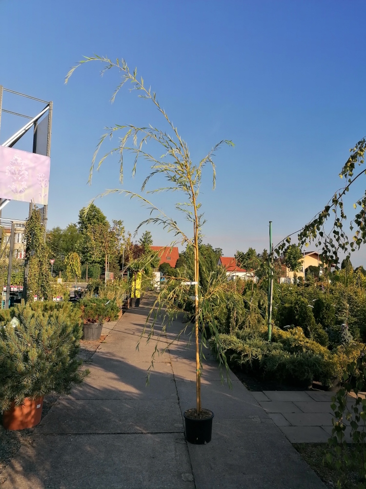 Vrba bílá 'Tristis' květináč 15 litrů, výška 200/250cm, převislá, strom-0