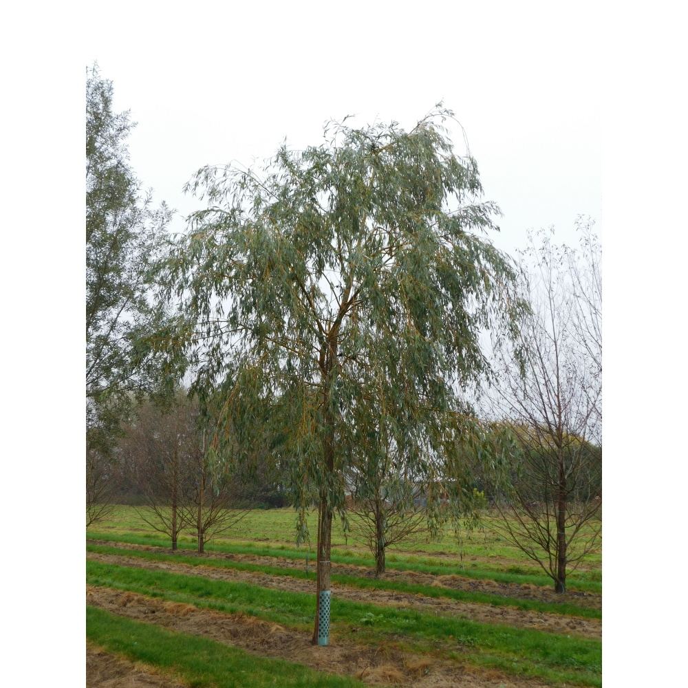 Soliterní stromy - Vrba bílá Tristis výška kmene 225cm, zemní bal