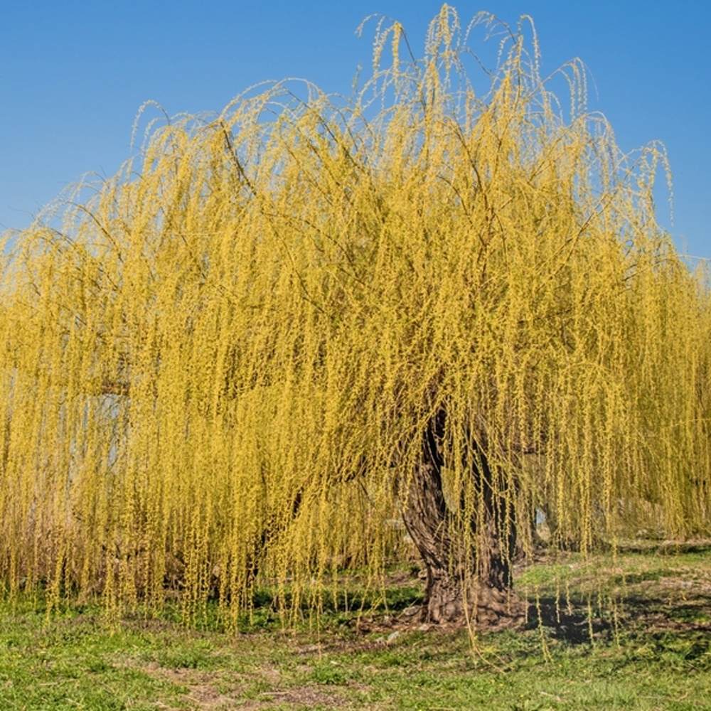 Vrba bílá Tristis výška kmene 225cm, zemní bal-0