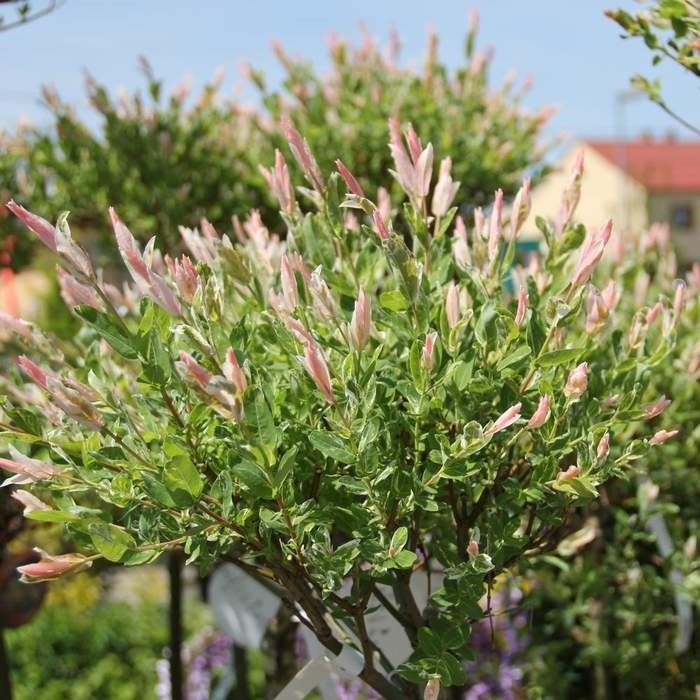 Listnaté stromky a stromy - Vrba celolistá Hakuro Nishiki kmínek 120cm, květináč 5 litrů