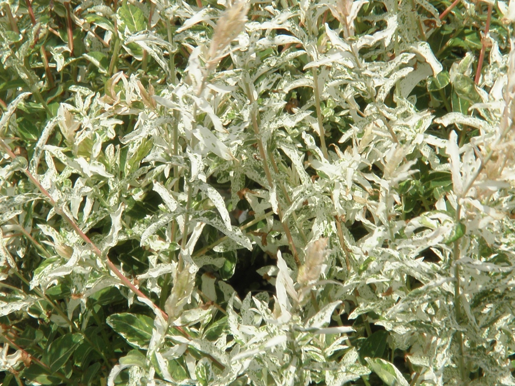 Vrba celolistá Hakuro Nishiki květináč 3 litry, kmínek 60cm, stromek-0