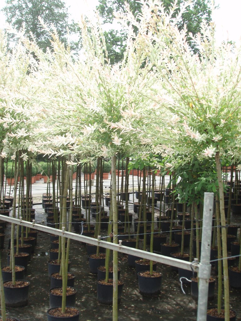 Vrba celolistá Hakuro Nishiki květináč 3 litry, kmínek 60cm, stromek-1