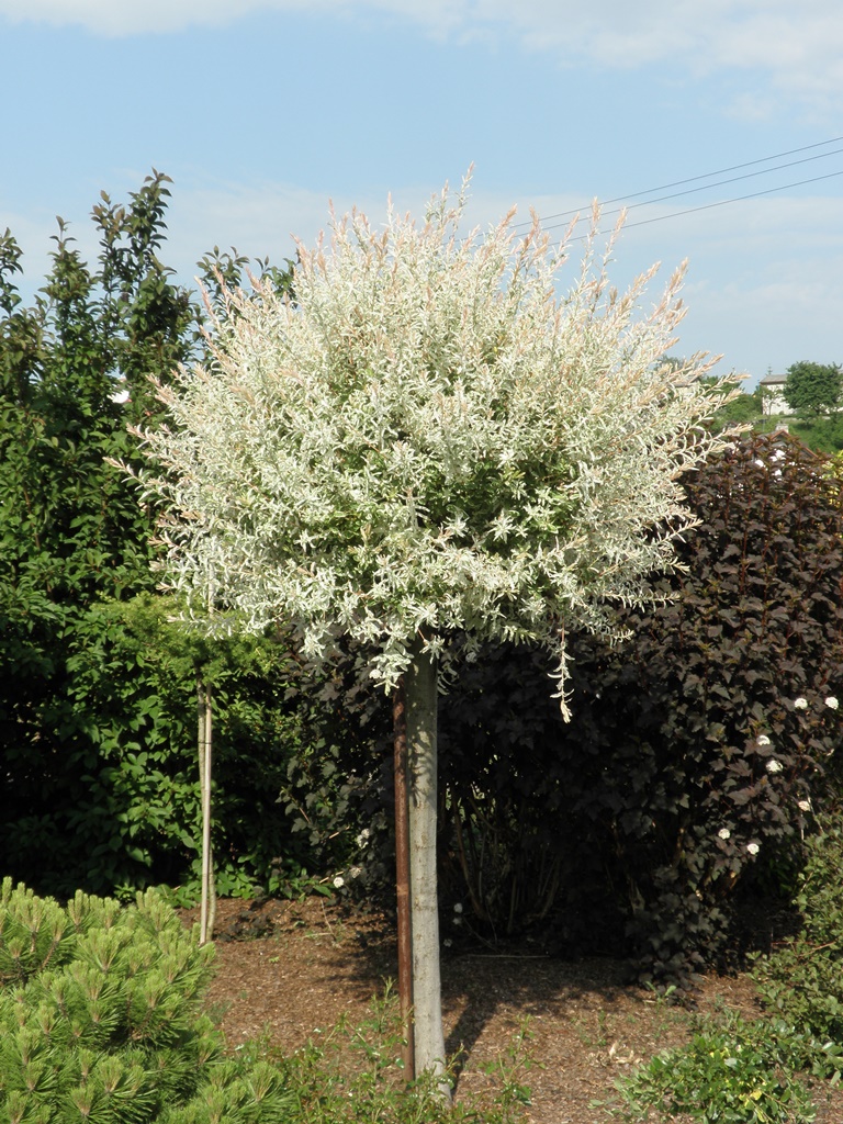 Vrba celolistá Hakuro Nishiki květináč 3 litry, kmínek 60cm, stromek-2