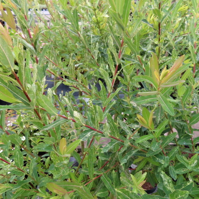 Rostliny - Vrba celolistá 'Hakuro Nishiki' květináč 4 litry, kmínek 80cm, stromek