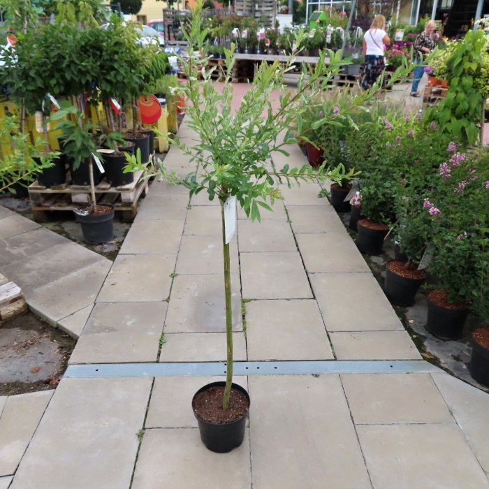 Vrba celolistá 'Hakuro Nishiki' květináč 4 litry, kmínek 80cm, stromek-0