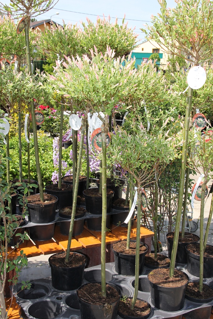 Vrba celolistá 'Hakuro Nishiki' květináč 5 litrů, kmíkek 110cm, stromek-0