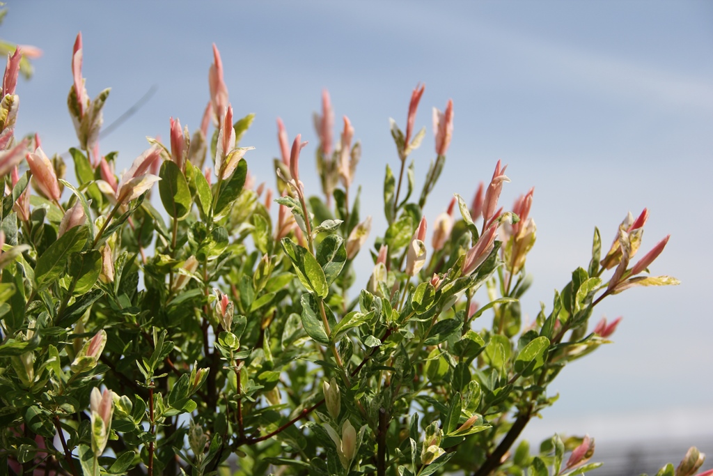 Vrba celolistá 'Hakuro Nishiki' květináč 5 litrů, kmíkek 110cm, stromek-1