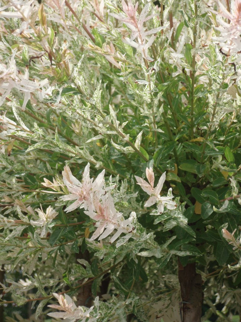 Vrba celolistá 'Hakuro Nishiki' květináč 5 litrů, kmíkek 110cm, stromek-2