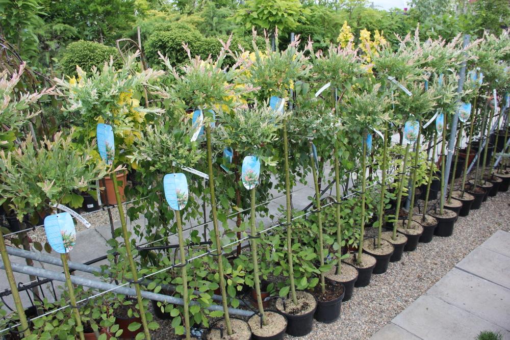 Vrba celolistá 'Hakuro-nishiki' květináč 5 litrů, kmínek 80cm, stromek-1