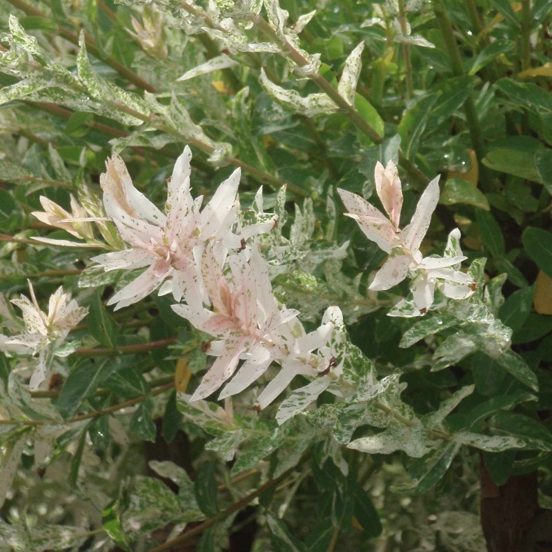 Keře okrasné listem - Vrba celolistá Hakuro Nishiki výška 40/60cm, květináč 3 litry