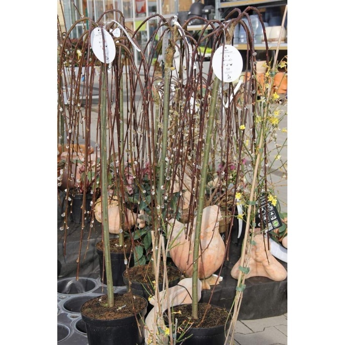 Vrba jíva Kilmarnock kmínek 120cm, květináč 7,5 litru, převislá-0