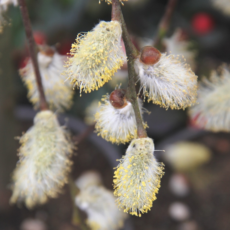 Listnaté stromky a stromy - Vrba jíva Kilmarnock květináč 3 litry, kmínek 60cm, převislá, stromek