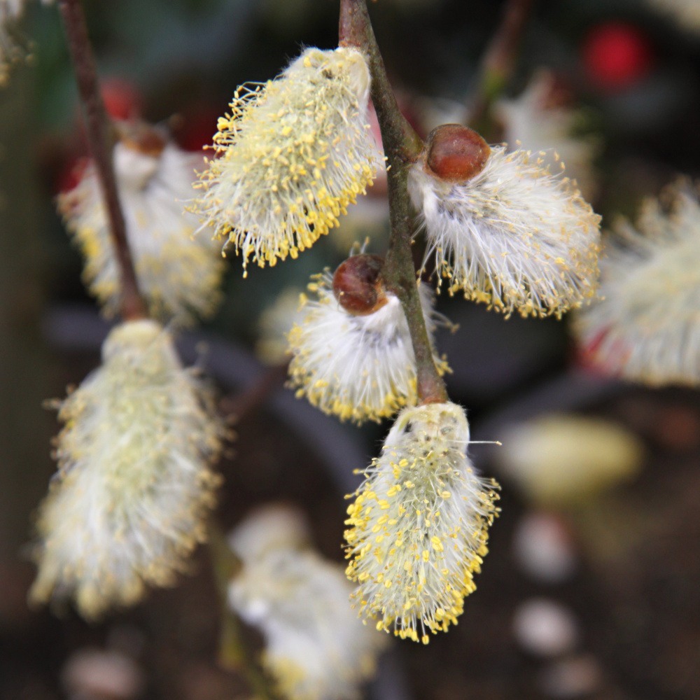 Listnaté stromky a stromy - Vrba jíva 'Kilmarnock' květináč 5 litrů, kmínek 110cm, převislá, stromek