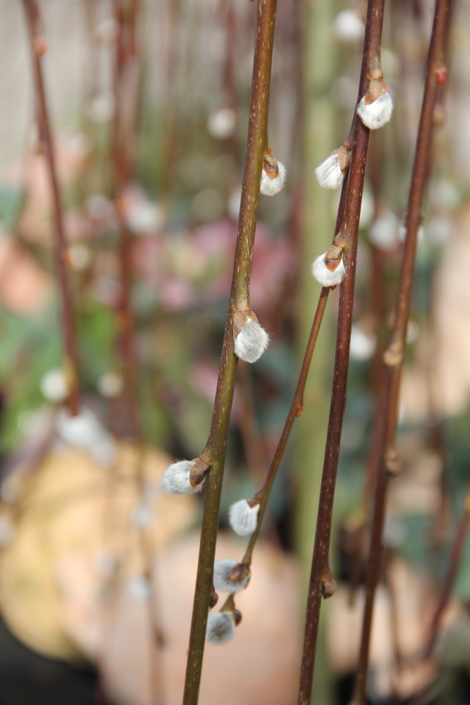 Vrba jíva 'Kilmarnock' květináč 5 litrů, kmínek 110cm, převislá, stromek-0