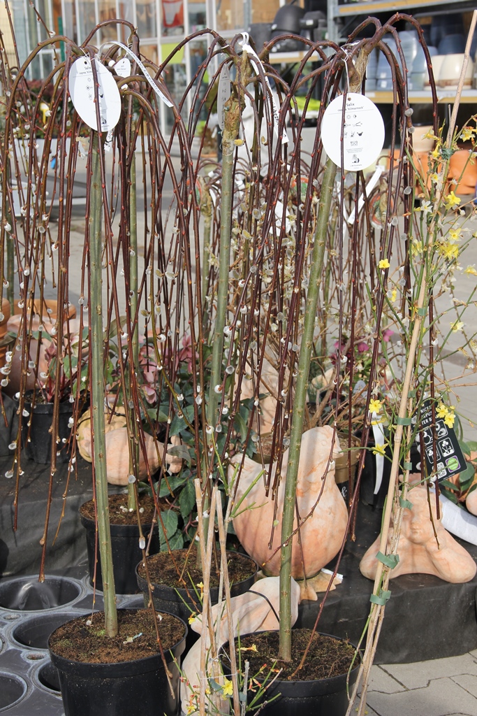 Vrba jíva Kilmarnock květináč 5 litrů, kmínek 80cm, převislá, stromek-0