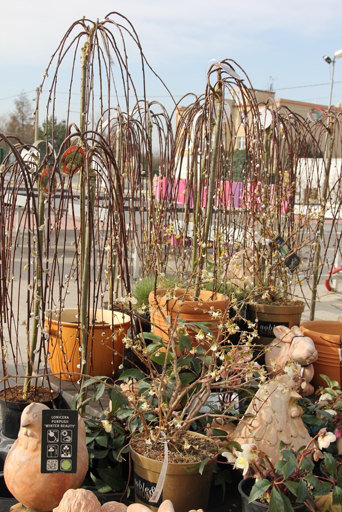 Vrba jíva Kilmarnock květináč 5 litrů, kmínek 80cm, převislá, stromek-1