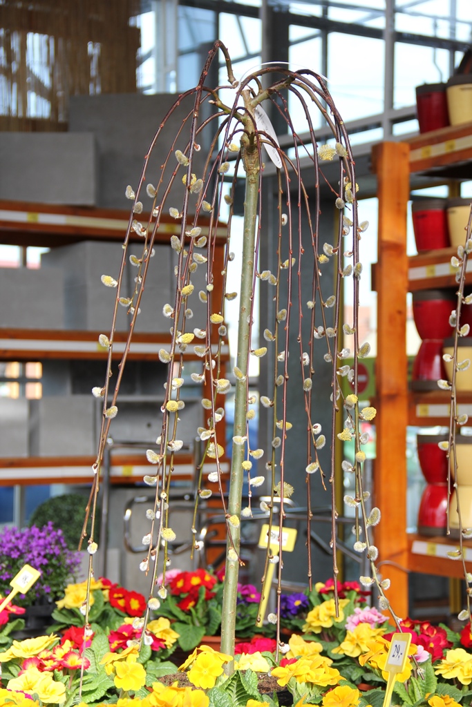 Vrba jíva Kilmarnock květináč 5 litrů, kmínek 80cm, převislá, stromek-2