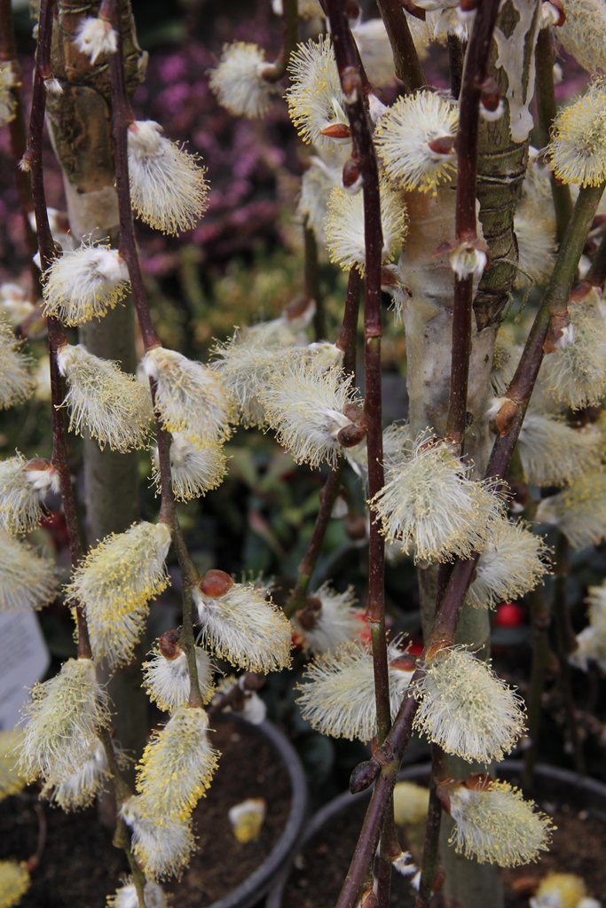 Vrba jíva Kilmarnock květináč 5 litrů, kmínek 80cm, převislá, stromek-3